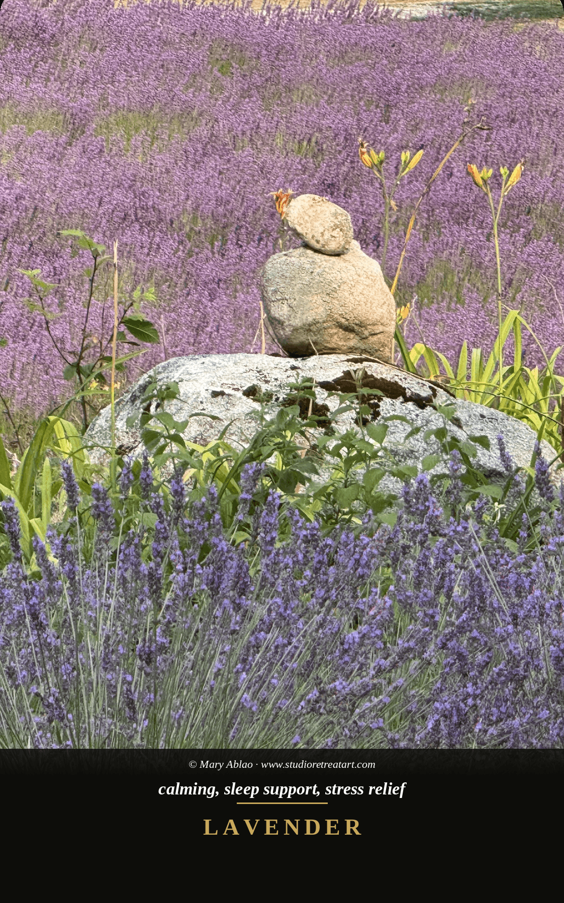 Lavender — calming, sleep support, stress relief. Scent deck.